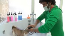 BURSA Köpeklere özel kuaför bakımı