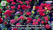 Egypt's Largest Spring Flora Expo Helps Businesses Amid Coronavirus-caused Recession