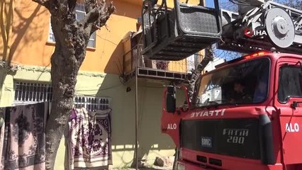 Ağaçta iki gündür aç ve susuz kalan kedi kurtarıldı