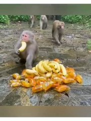 Lakshmi kant bhise comedy video #funny videos comedy