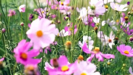 15 Minute Peaceful Calming Relaxing Music