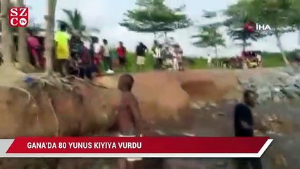 Gana'da en az 80 yunus kıyıya vurdu