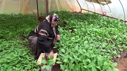 Gelin Kaynana Evlerinin Bahçesinde Fide Üretim Tanesi 1 TL’den Satıyor