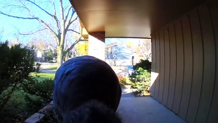 Cute Pets And Funny Animals Video Compilation #29  ^Pet Playlist^