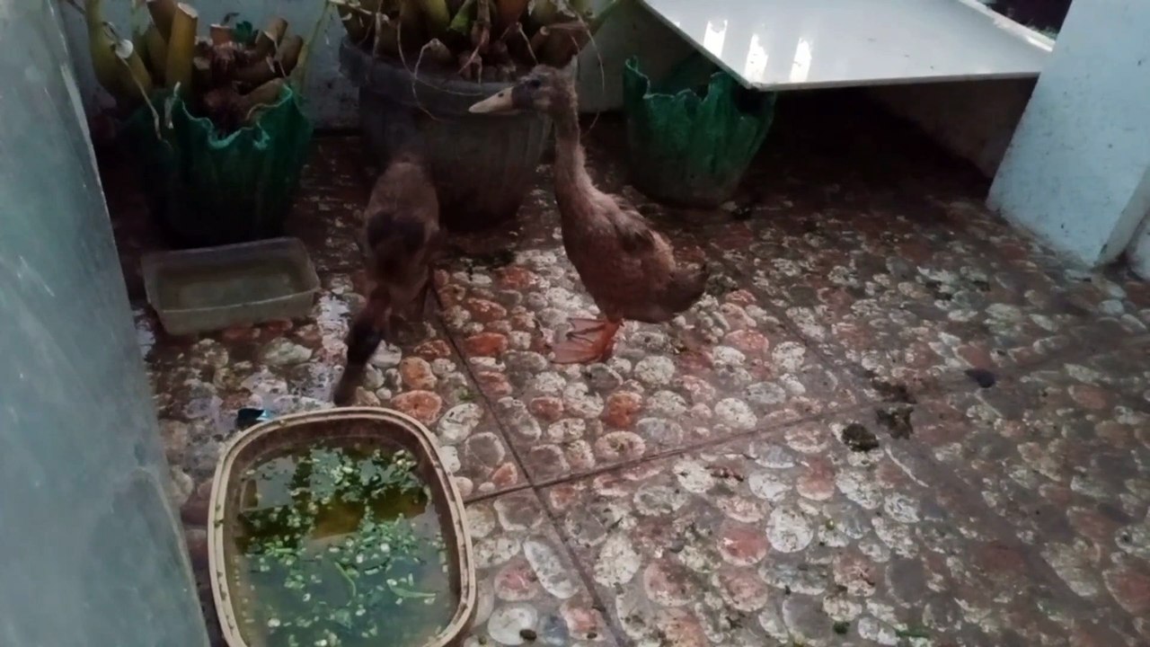 pinakain ang mga duck