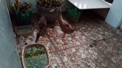 pinakain ang mga duck