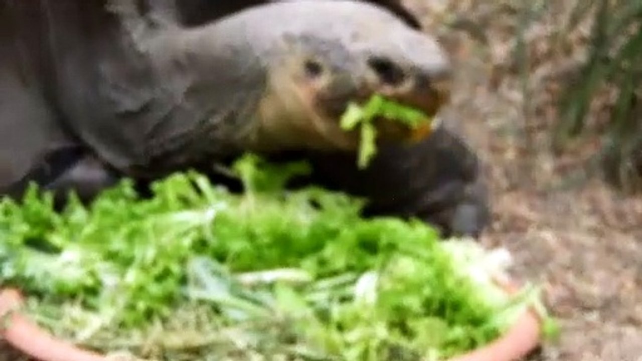 Australian Reptile Park