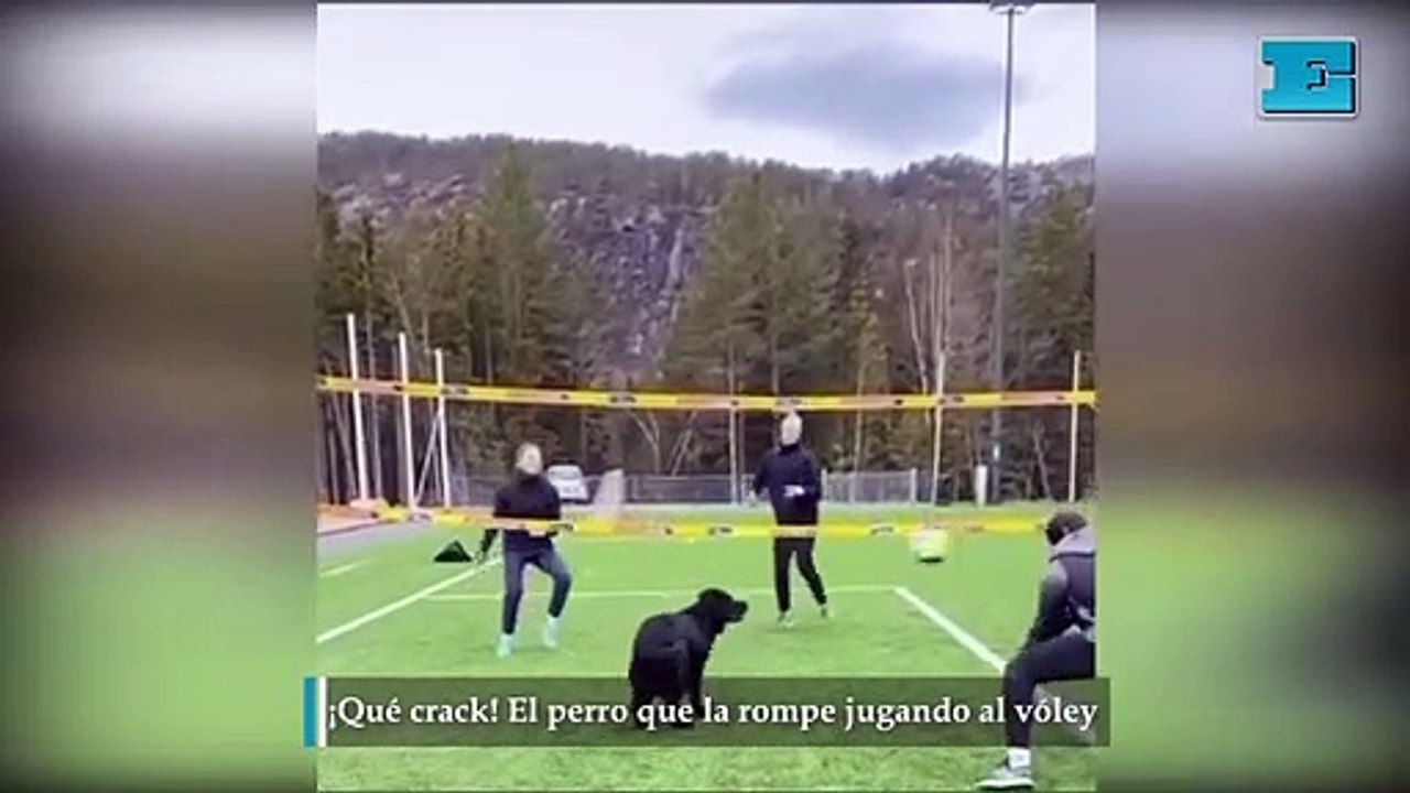 Qué crack El perro que la rompe jugando al vóley