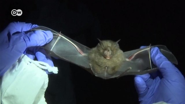 Эксперты ВОЗ: что на самом деле стало причиной пандемии (29.03.2021)