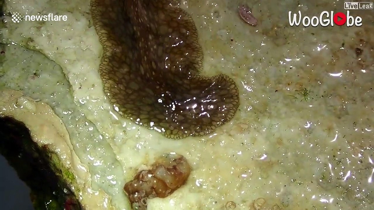 Mais quel est cet animal mystérieux qui rampe sur le sol