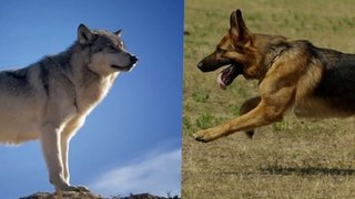 Wolf Vs German Shepherd. Who Will Win?
