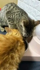 Feline Tension Over Food