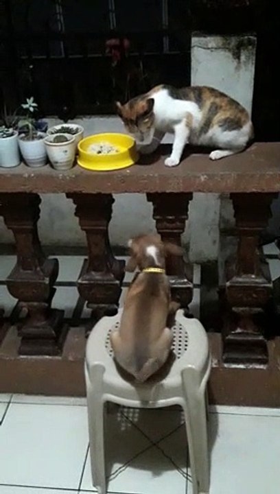 catdog 