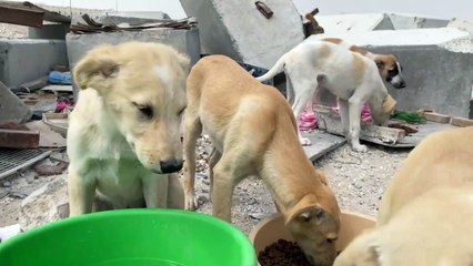 محاولات لمنع ازدياد حالات الاساءة للحيوانات في قطر