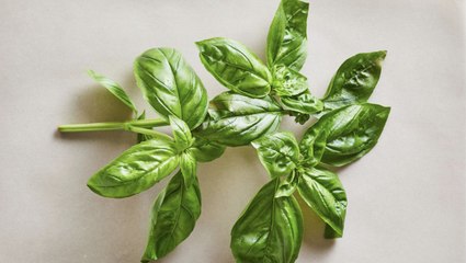 How to Store and Preserve Fresh Basil