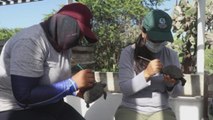 Agente de policía es arrestado por tráfico de 185 tortugas neonatas en Galápagos