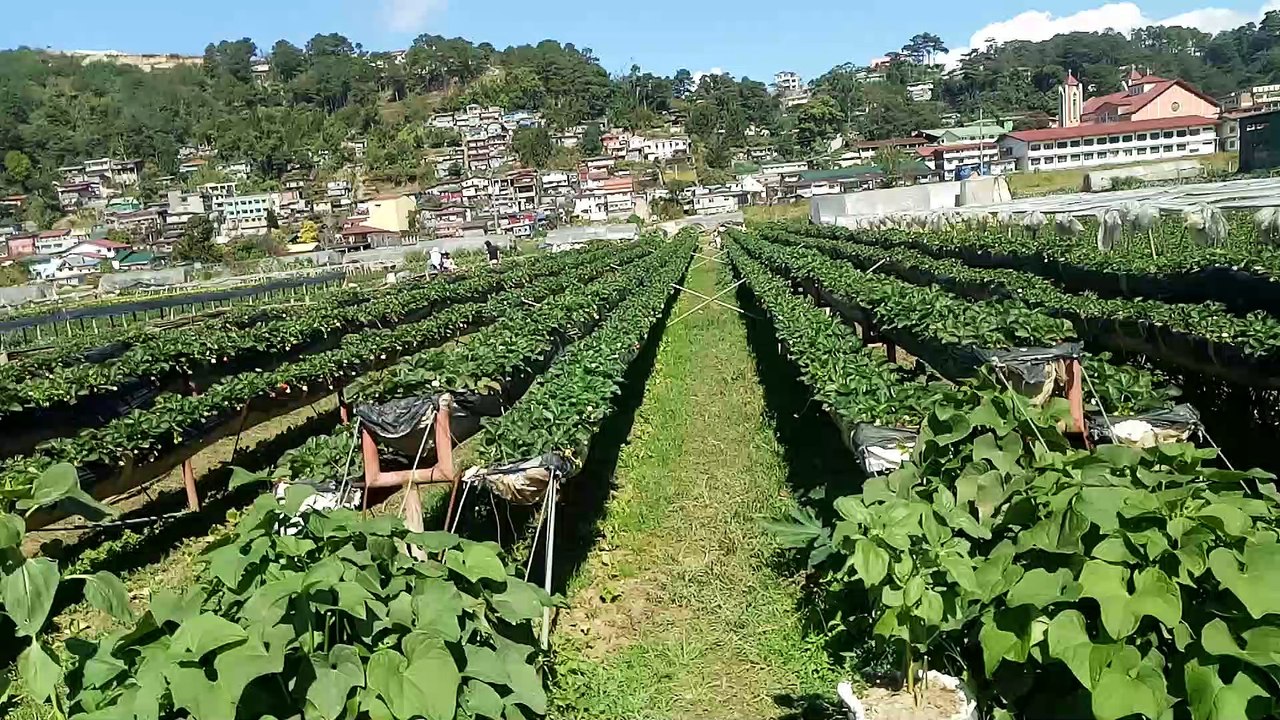 strawberryfarm