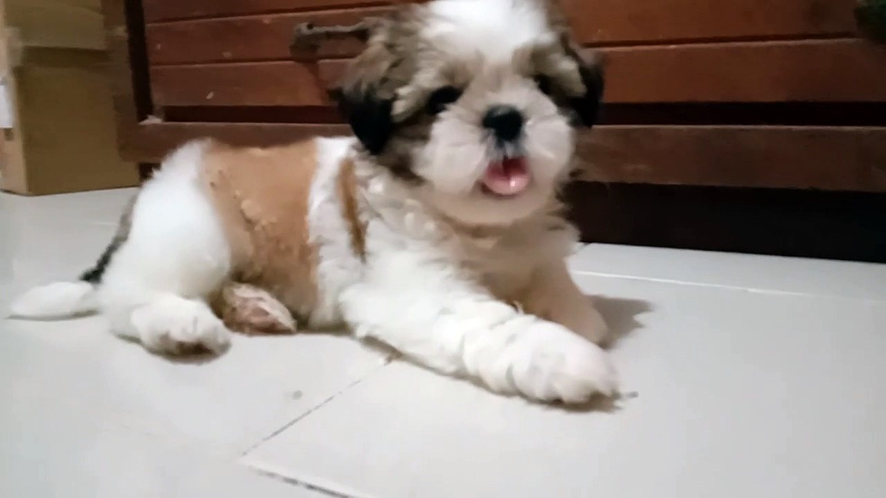 Muffin shih tzu