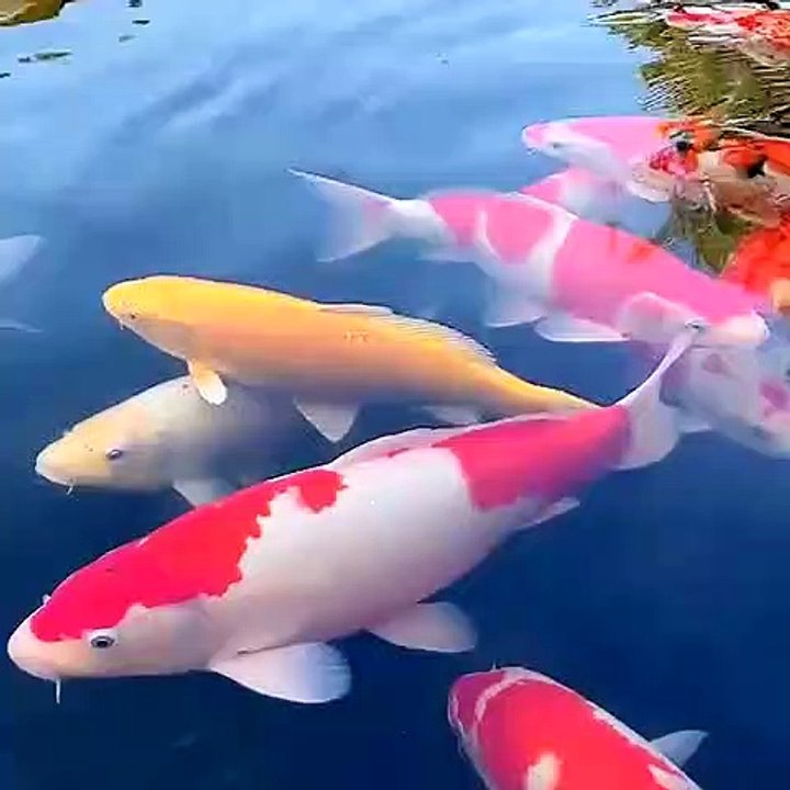 50 Billion VND / 1 Child - Record Grandfather Grandfather Of Underwater Animals # 2