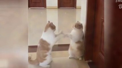 اضحك مع الحيونات