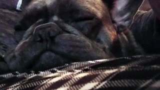French Bulldog SNORING!  turn up your volume