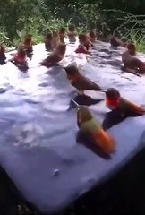 Hummingbird shower, bathing Time for hummingbirds