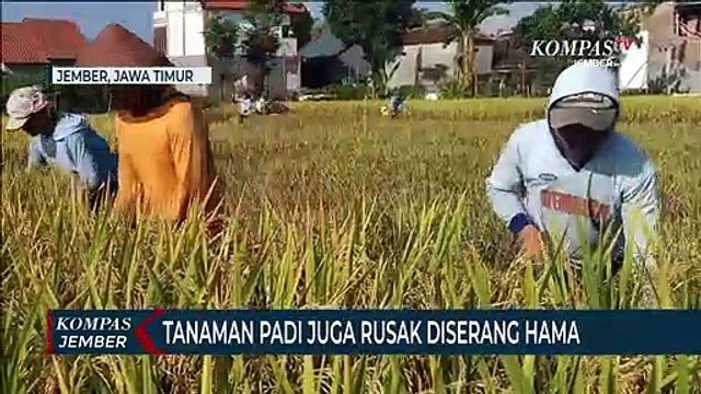 Petani Justru Rugi di Masa Panen, Karena Harga Gabah Kering Turun