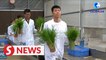 Rice seeds from space transplanted in south China