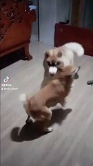 max being playful to dos