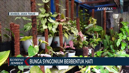 Bunga Syngonium Berbentuk Hati Kaya Warna Jadi Buruan Warga