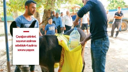 CHP'li İzmir Belediyesi kılını kıpırdatmıyor! 500 kişilik mahalleye eşeklerle su taşınıyor