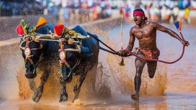 India's Usain Bolt Kambala Jockey Srinivasa Gowda 8.78 సెకన్లలోనే 100 మీటర్ల పరుగు