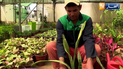 كيفية غرس نبتة الصبار وطرق العناية بها