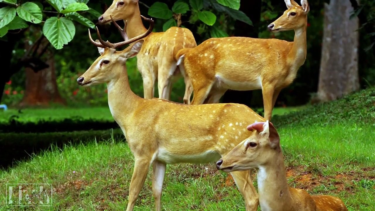 _4k_ Wild Animal - Ultra HD Video TV 60fps (2160p) ( 720 X 1280 )