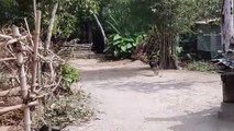 Wow Nice!!! Fake Tiger Prank Dog Run So Funny Video Pranks 2021