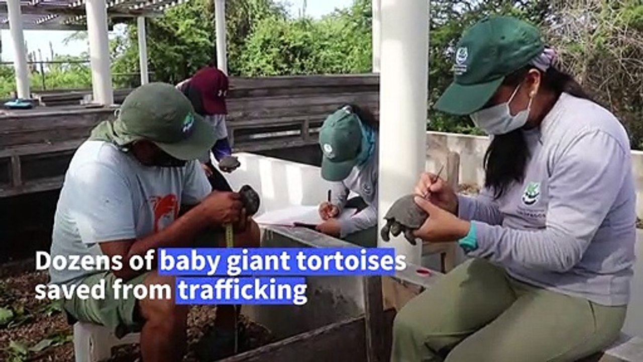 Baby giant tortoises in Galapagos park after tr...