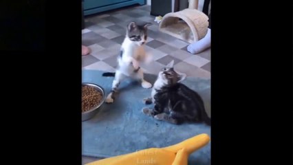 Cute And Funny Pets _ Try Not To Laugh To These Pets Compilation #7 Cutest Lands