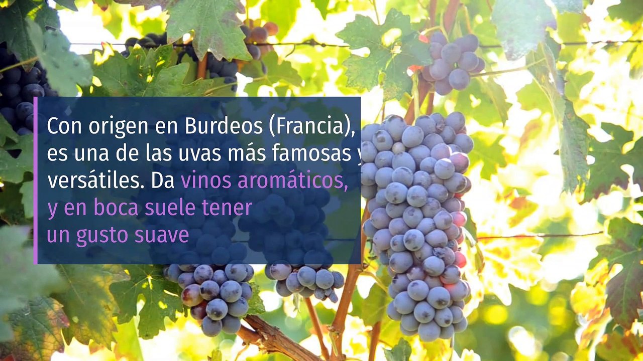 8 Variedades de UVAS