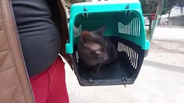 Bursa'da 5. kattan düşen kedisi kurtarıldı, gözyaşlarına boğuldu