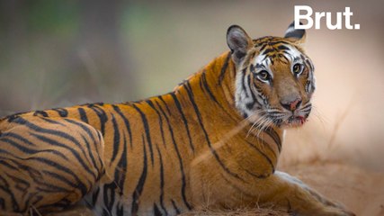 Solo the tiger and fallen queen of Bandhavgarh