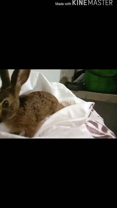 RABIT  HEARO 