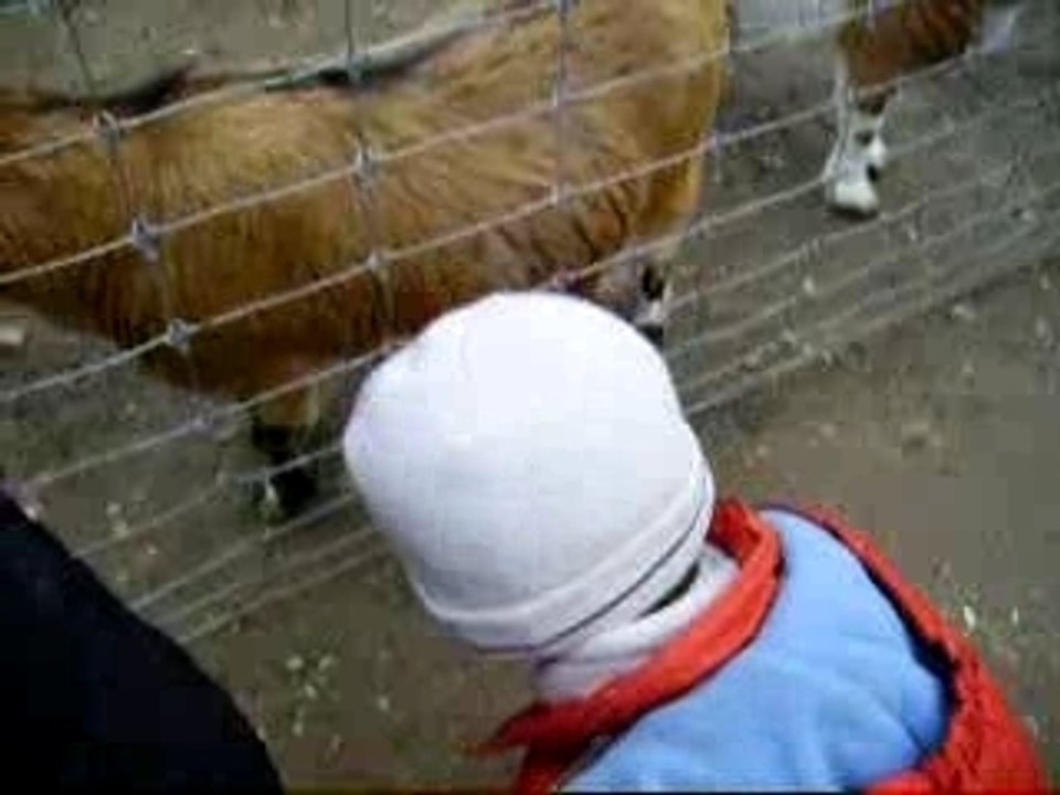 zoo 2