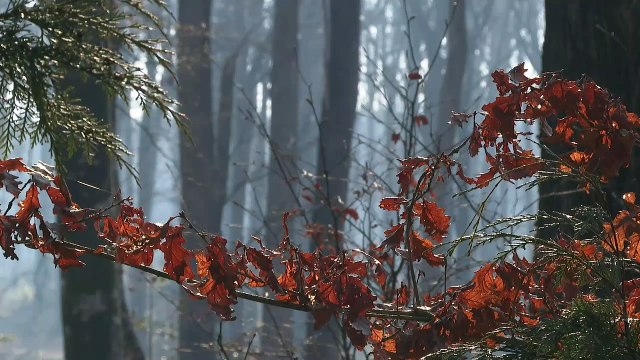 Ancient oak trees felled to rebuild the spire of Notre Dame