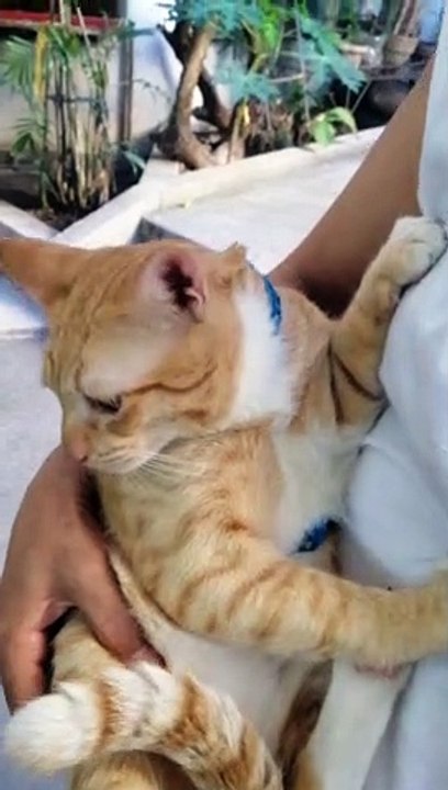 Jorge The Cat