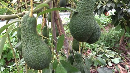 Türkiye’de ilk kez serada üretilen avokadonun hasadı yapıldı