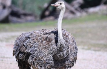 Rhea birds have been running amok on a housing estate