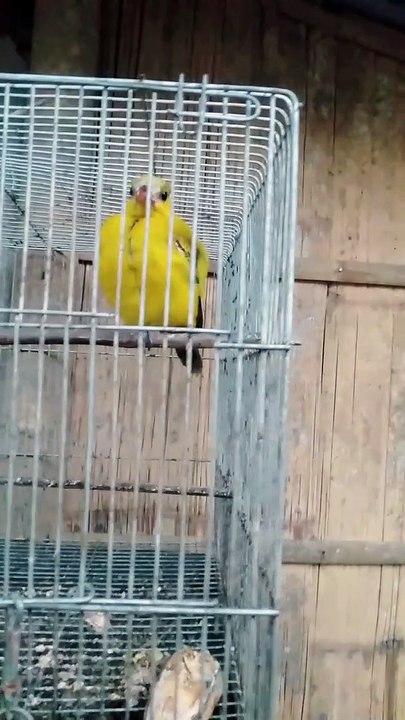yellow bird