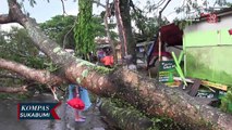 Hujan Deras Dan Angin Kencang Sebablan Pohon Besar Tumbang