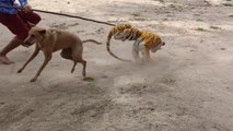 Wow Must Watch!!! Fake Tiger Prank Dog Run So Funny Comedy Video 2021