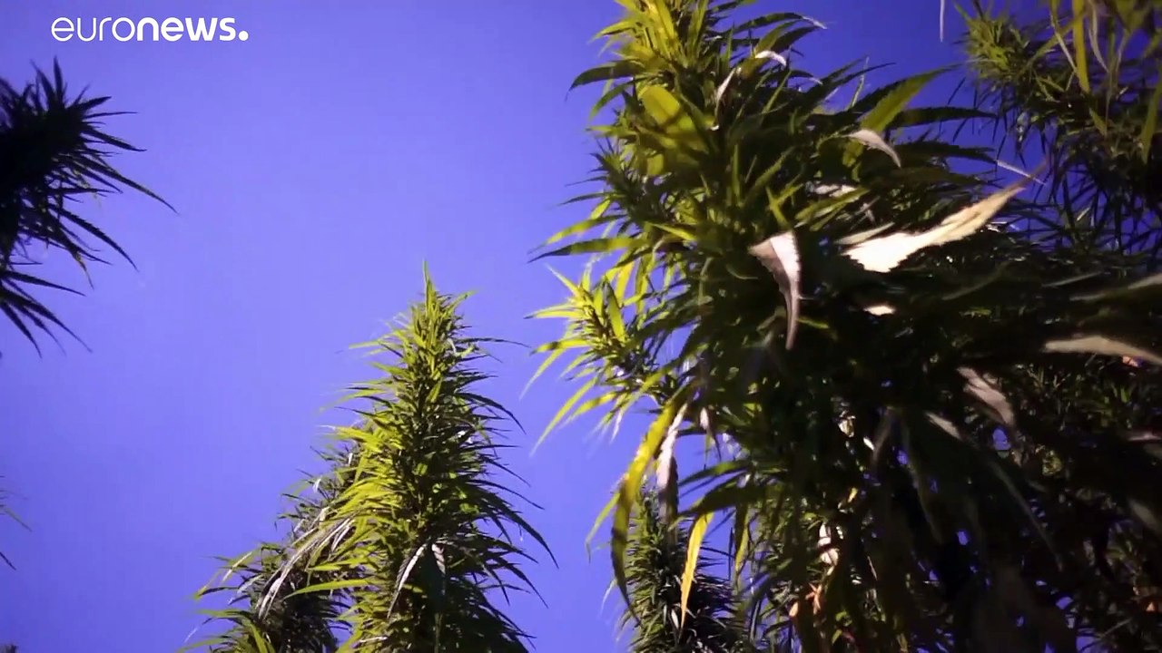 Veganes Fell aus Hanf